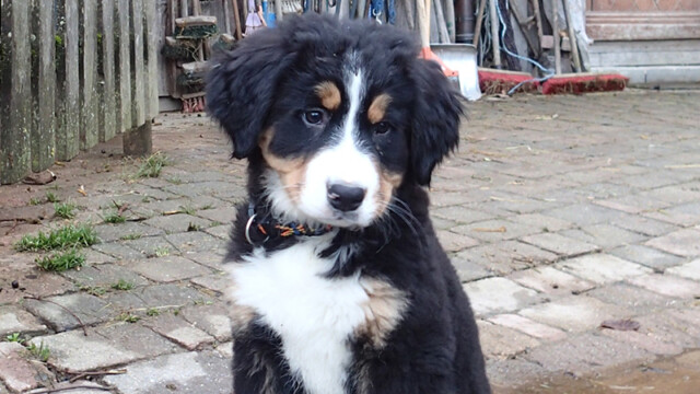 Eine neue Hofwächterin ist eingezogen Eine neue Hofwächterin ist eingezogen