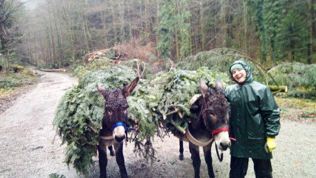 Adventszeit Adventszeit