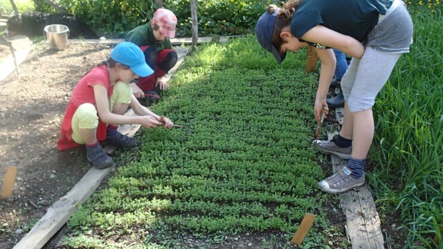 Die zarten Flachspflänzchen werden gejätet Die zarten Flachspflänzchen werden gejätet