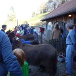 Vor dem Handpuppemspiel werden zuerst einmal freudig die Tiere versorgt Vor dem Handpuppemspiel werden zuerst einmal freudig die Tiere versorgt