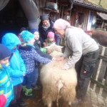 Kindergartenkinder freuen sich über Goldas weiche warme Wolle Kindergartenkinder freuen sich über Goldas weiche warme Wolle