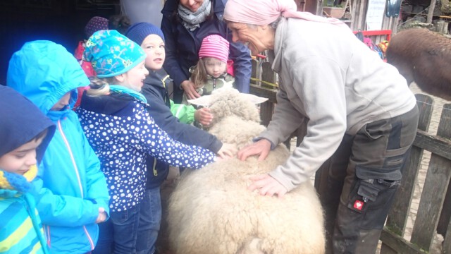 Kindergartenkinder freuen sich über Goldas weiche warme Wolle Kindergartenkinder freuen sich über Goldas weiche warme Wolle