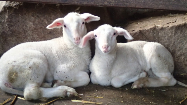 Mitten in der Nacht bekommt sie Nachwuchs Mitten in der Nacht bekommt sie Nachwuchs