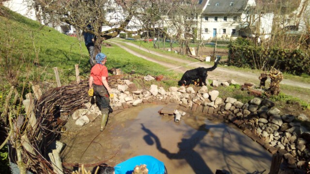 Während wir den See neu einfassen raubt uns der Fuchs alle 4 Enten Während wir den See neu einfassen raubt uns der Fuchs alle 4 Enten
