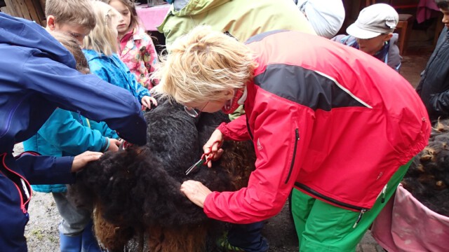 Am Schafschur Wollefest werden Zusammenhänge erlebbar Am Schafschur Wollefest werden Zusammenhänge erlebbar