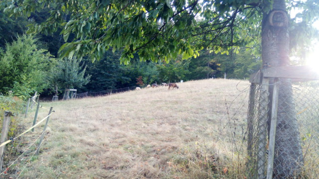 Die Tiere wundern sich über die strohtrockene neue Weide