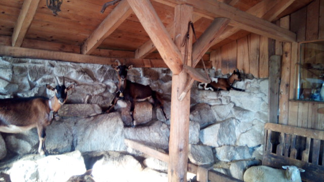 Oft suchen sie die Kühle auf den Steinen im Stall