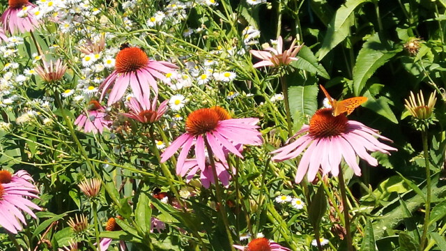 In der sommerlichen Blütenfülle finden sich zahlreiche Edelfalter ein