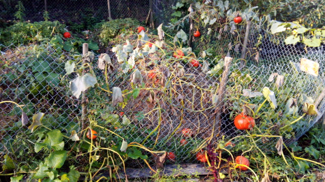 Kürbislaternen am reifen Kompost