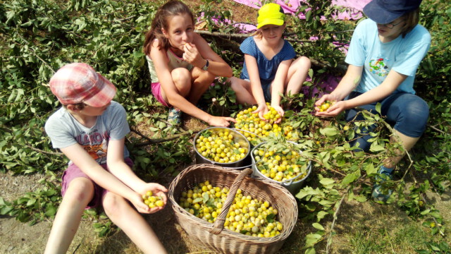 Der Sommer schenkt uns Früchte in Fülle