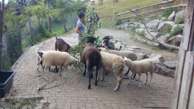 Im Stall ist die Freude über die leckeren Äste groß
