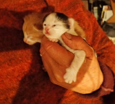 Bald sehen sie die schöne Welt Bald sehen sie die schöne Welt