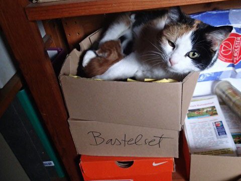Sally braucht Tapetenwechsel und hat im Büro einen passenden Karton gefunden Sally braucht Tapetenwechsel und hat im Büro einen passenden Karton gefunden