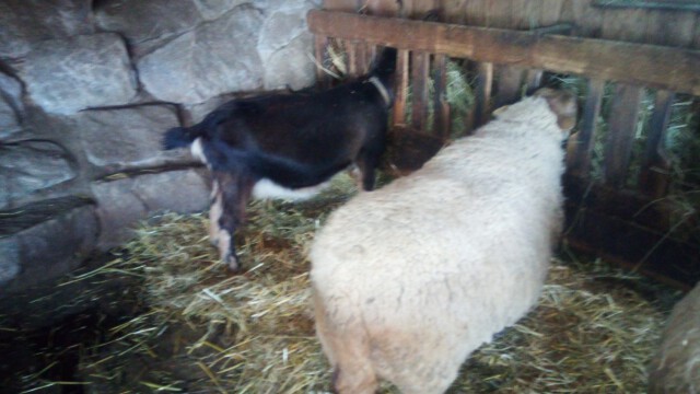 Momo, die gute Milchziege und Blümchen, die Coburger Füchsin Momo, die gute Milchziege und Blümchen, die Coburger Füchsin