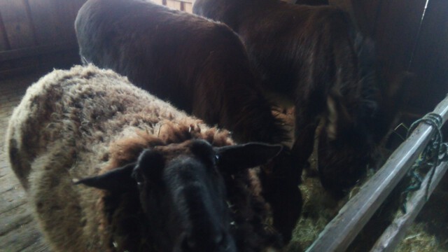 Warum darf Gerhard wohl bei den Eseln mitfressen? Warum darf Gerhard wohl bei den Eseln mitfressen?