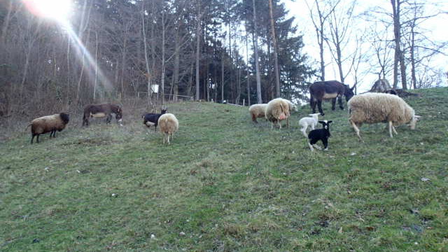 Der Wanderweg rings um die Kunzenhofer Weiden ist in dieser Zeit von Jung und Alt sehr beliebt Der Wanderweg rings um die Kunzenhofer Weiden ist in dieser Zeit von Jung und Alt sehr beliebt