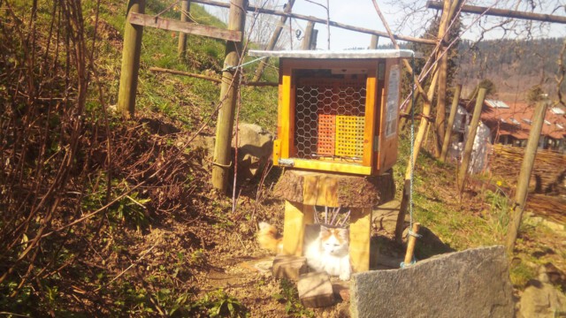 Mimi bei den Mauerbienen Mimi bei den Mauerbienen