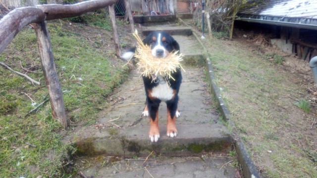 Mira hat oft lustige Ideen Mira hat oft lustige Ideen