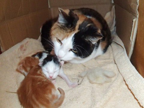 Am Frühlingsanfang bekommt Sally zwei süße Kätzchen Am Frühlingsanfang bekommt Sally zwei süße Kätzchen