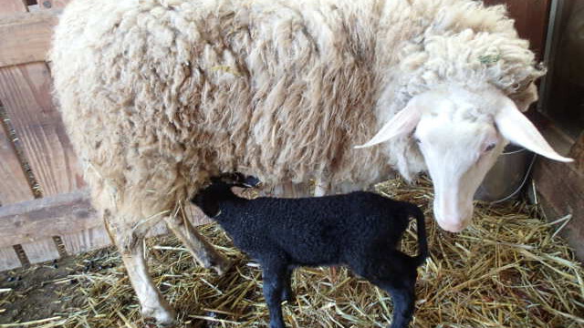 Am 6. April kommt Flockes Lämmchen zur Welt- kohlrabenschwarz Am 6. April kommt Flockes Lämmchen zur Welt- kohlrabenschwarz