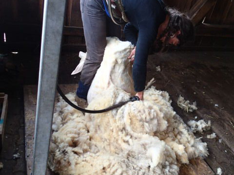 Das große Schafschur-Wollefest musste ausfallen. Die Profischererin war unsere Rettung