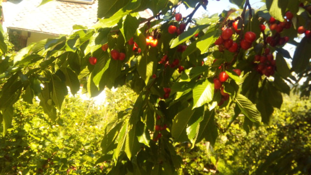 die Bäume hängen voller herrlicher Früchte