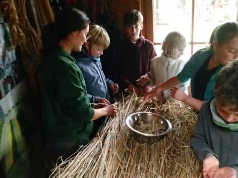im Bauernhofjahr werden die Getreideähren ausgedroschen