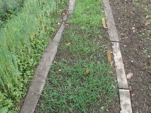 nach 4 Wochen sehen wir schon die gekeimte Wintersaat