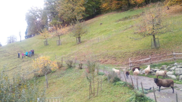 mit dem großen Schlitten fahren wir geschickt das viele Sturmholz nach Hause