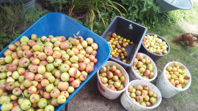 und immer wieder gibt es frischen Apfelsaft