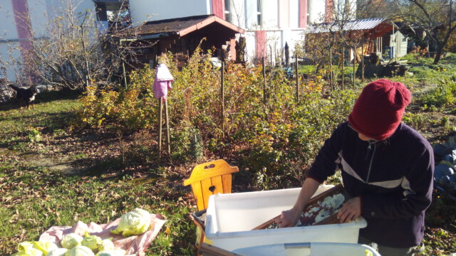 der Spitzkohl wird für Sauerkraut eingehobelt