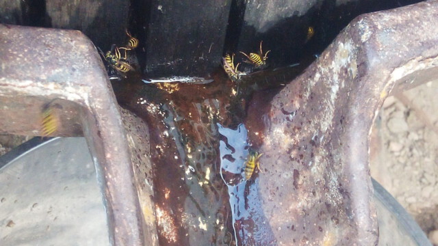 zahlreiche Wespen und Hornissen laben sich nebenher am süßen Nass