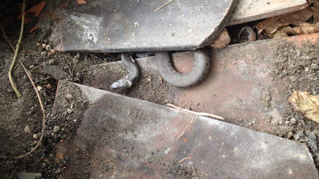 wer hat sich denn da versteckt ?