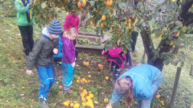 Quitten, die letzten herrlichen Früchte-in Fülle