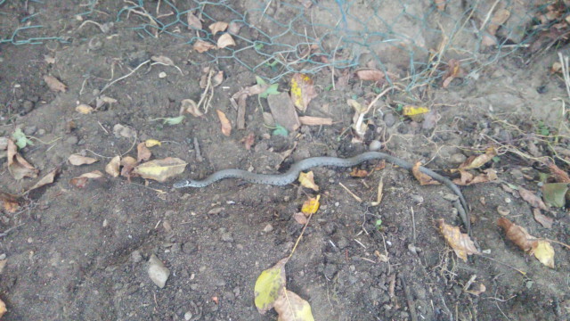 was für ein prächtiges Geschöpf