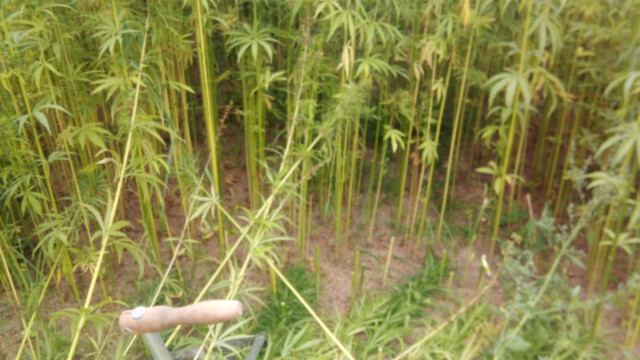 die badenhanf- Tagung musste ausfallen, der Faserhanf wird von Hand gemäht