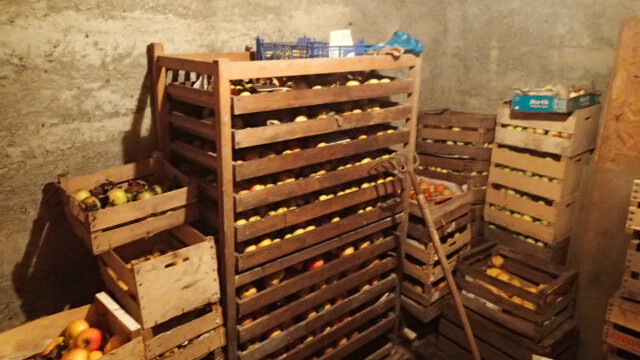 die reiche Apfelernte ist eingelagert