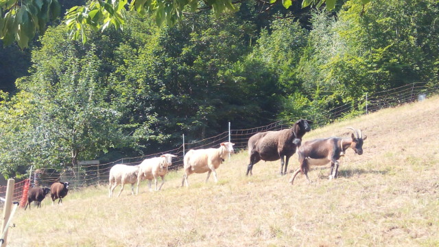 Die Wiesen und Weiden sind vollkommen ausgetrocknet