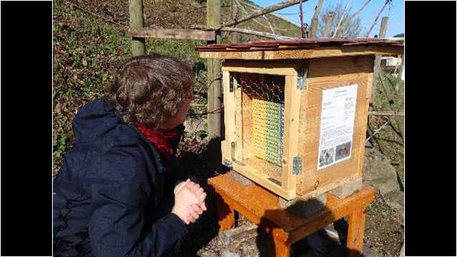 Die neue Kinderstube für Mauerbienen