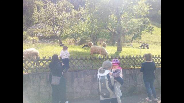 Tägliche Besucher bei der Herde