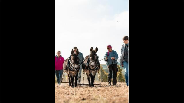Auswärts mit den Eseln