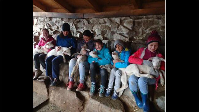 Begegnung mit den Lämmern