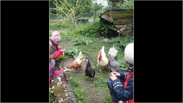 Tierbegegnung mit den Hühnern