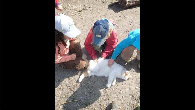 Tierbegegnung mit der Katze