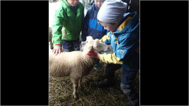 Tierbegegnung mit dem Lämmchen