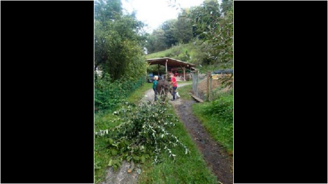 Mit den Eseln Zweige aus dem Wald ziehen