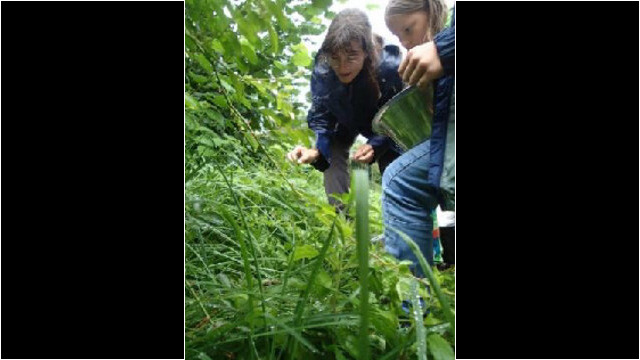 Wild- und Gartenkräuter sammeln