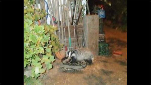 Ein nächtlicher Besucher wurde entdeckt