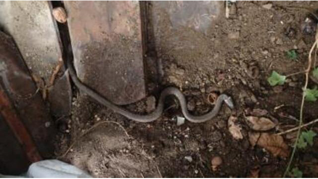 Ein heimlicher Gartenbewohner