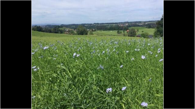Eine Teilnehmerin hat daheim im Allgäu einen riesigen Flachsacker angelegt. Eine Reminiszens an das einst "blaue Allgäu"